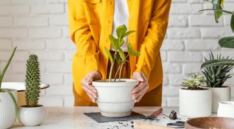 plantas ornamentais