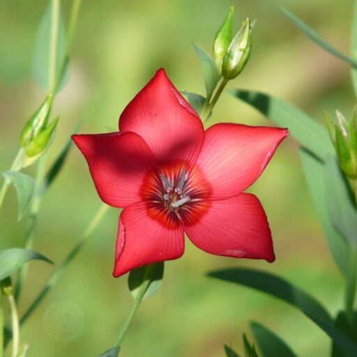 Folhagens Tropicais que São o Destaque em Qualquer Espaço